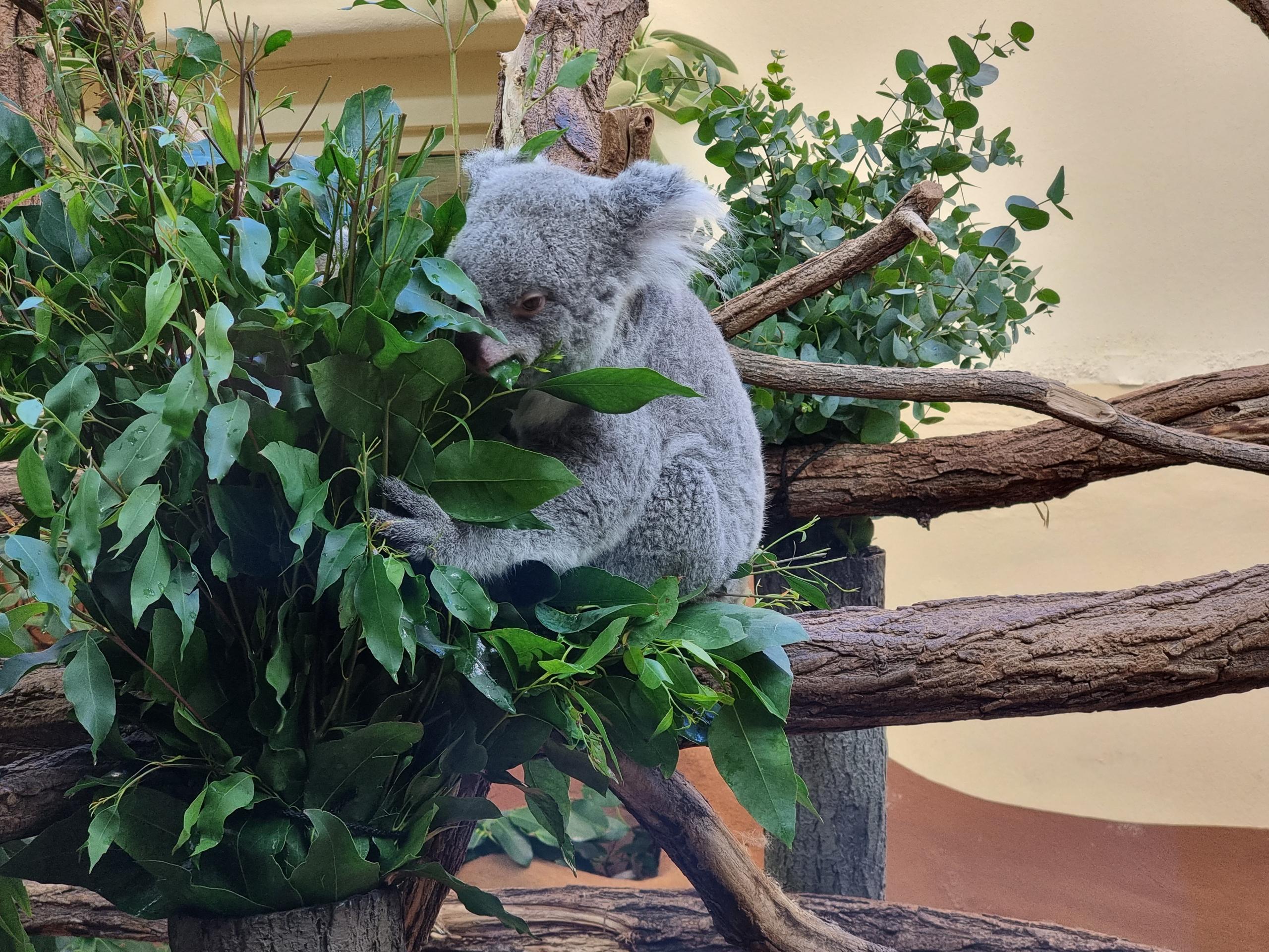 Tiergarten Schönbrunn