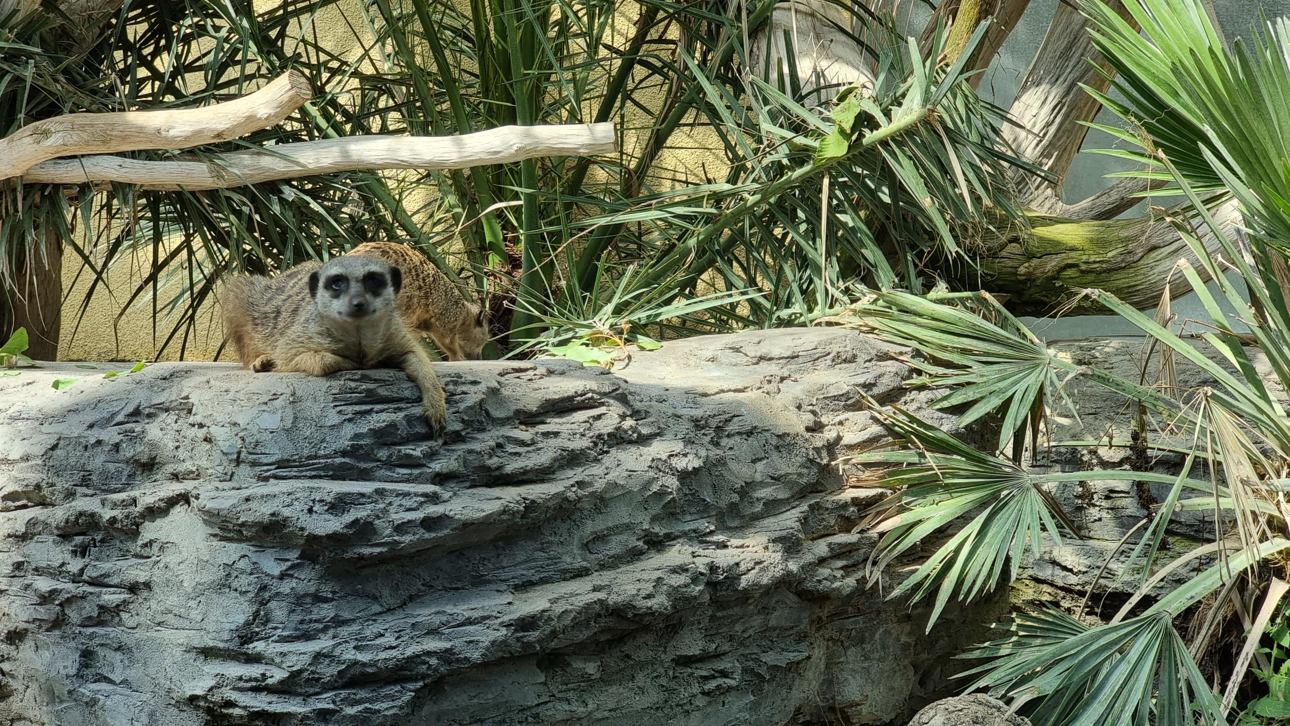 Tiergarten Schönbrunn