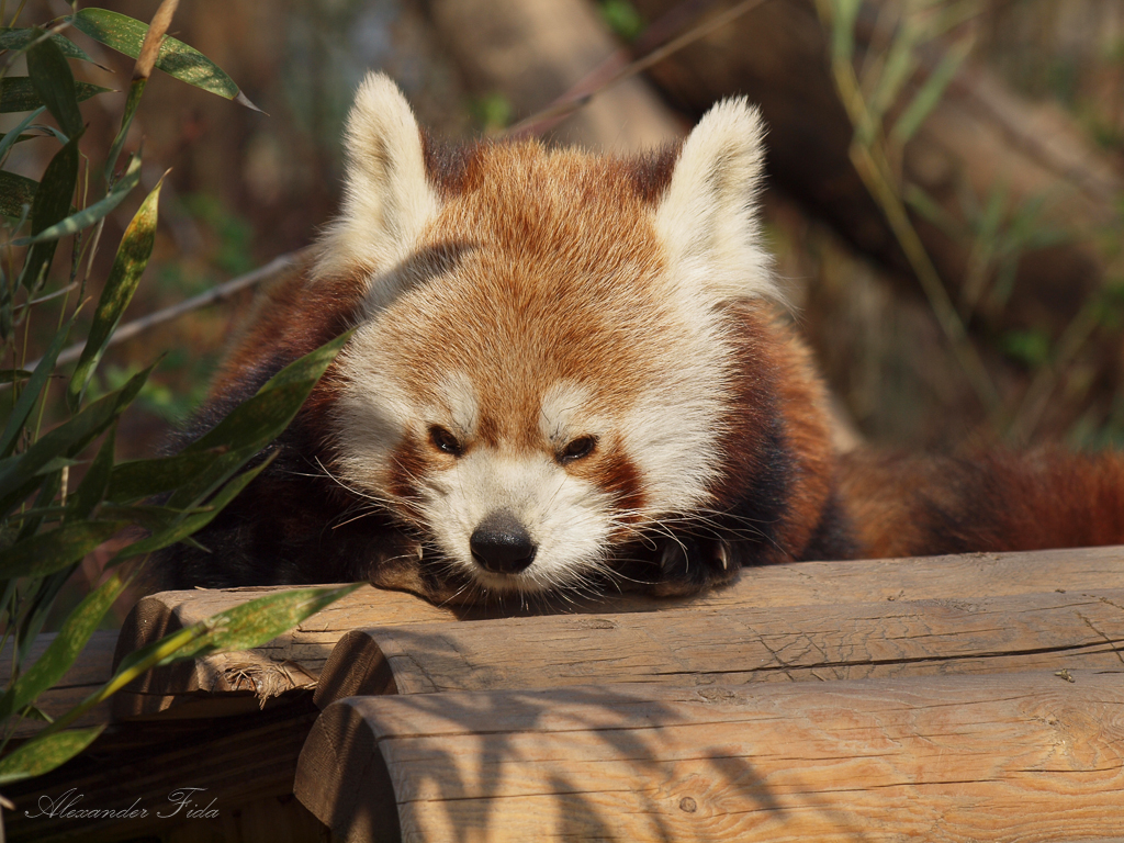 Tiergarten Schönbrunn