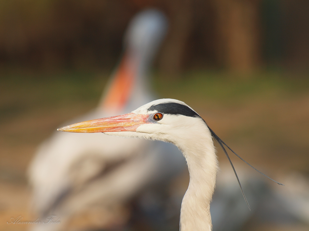 Tiergarten Schönbrunn