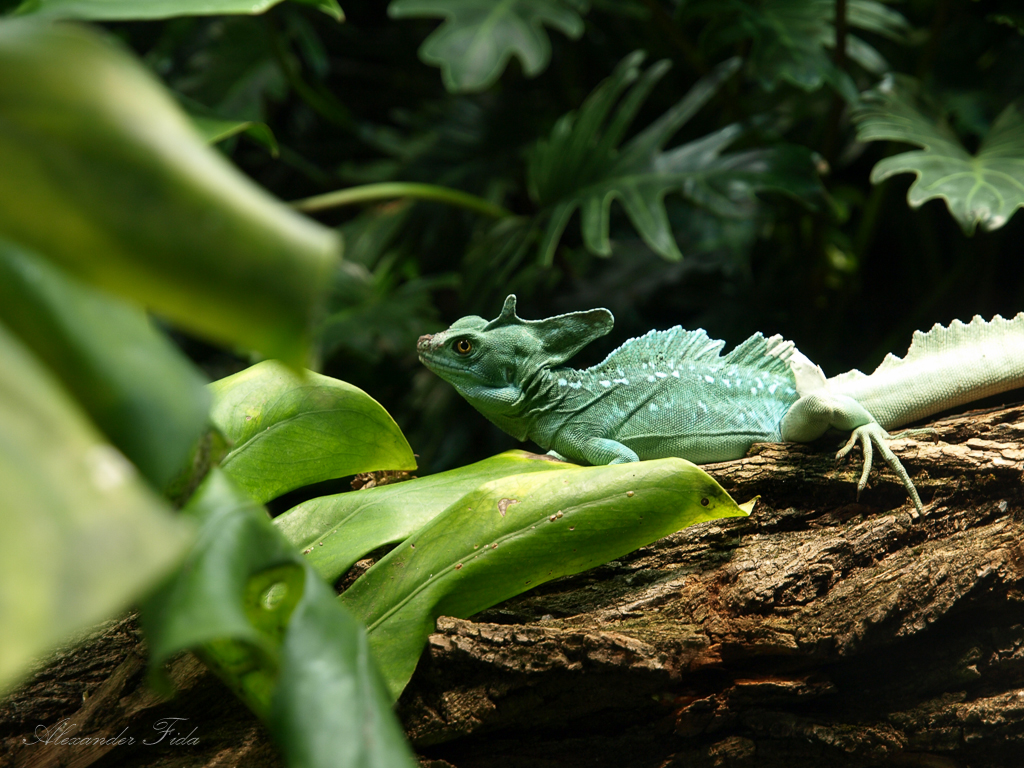 Tiergarten Schönbrunn