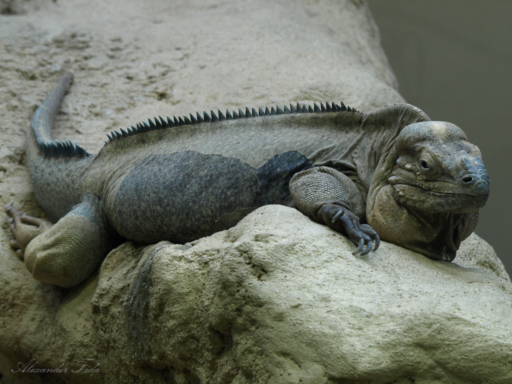 Tiergarten Schönbrunn