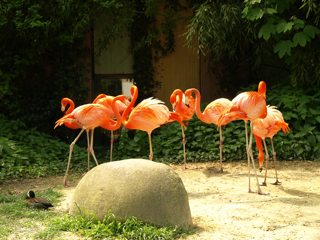Tiergarten Schönbrunn