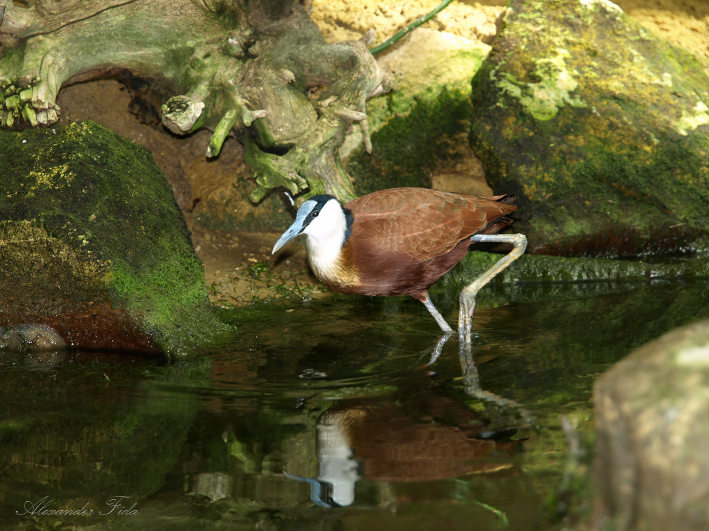 Tiergarten Schönbrunn