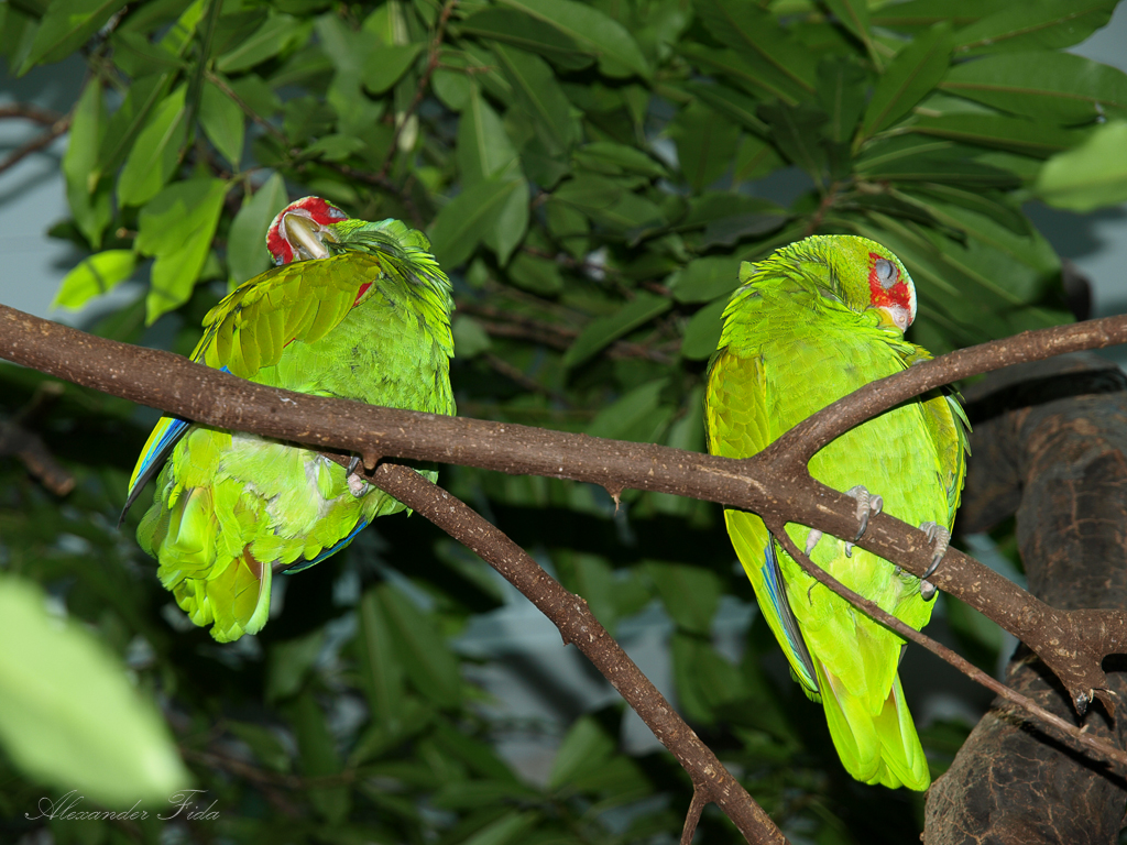 Tiergarten Schönbrunn