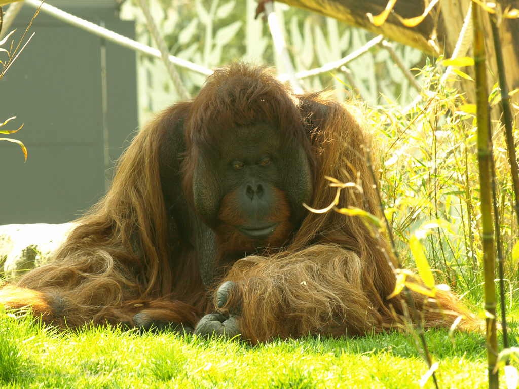 Tiergarten Schönbrunn