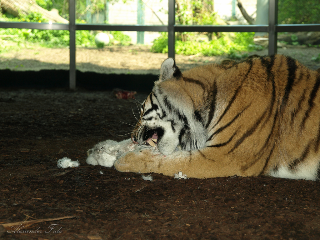 Tiergarten Schönbrunn