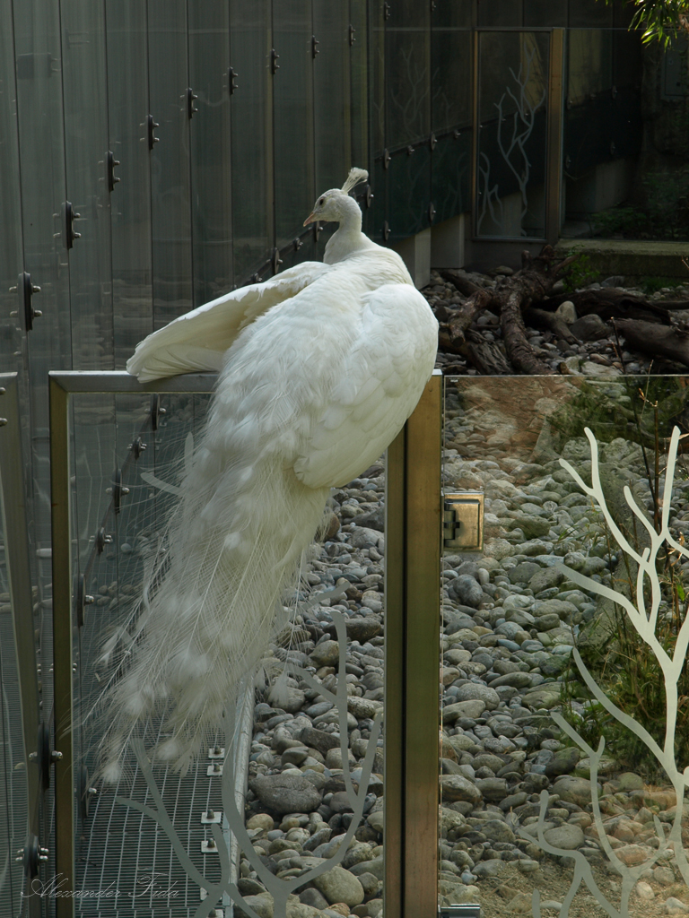 Tiergarten Schönbrunn
