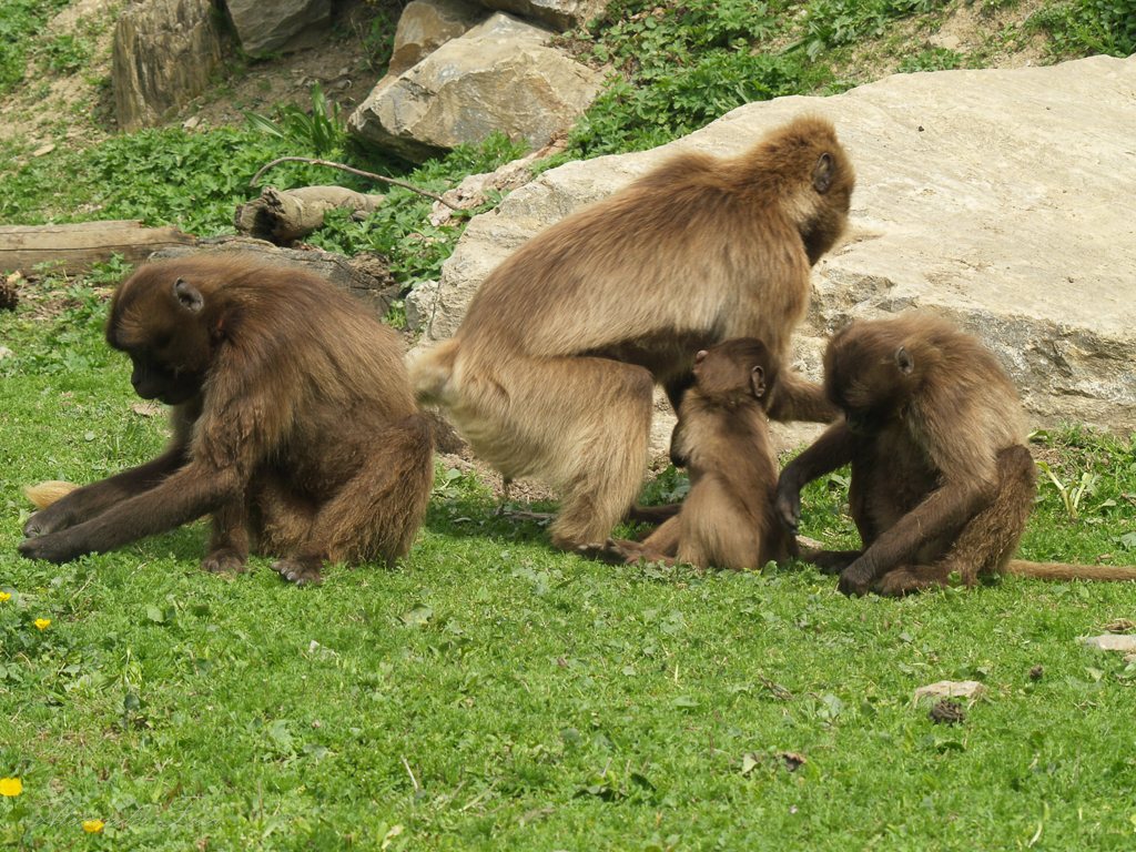 Tierpark Herberstein