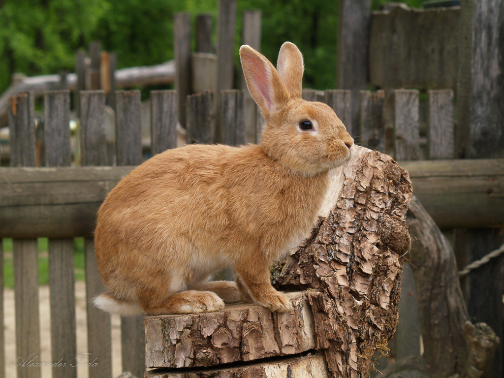 Tierpark Herberstein