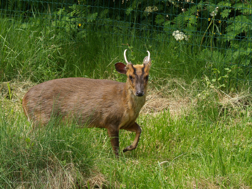 Tierpark Herberstein