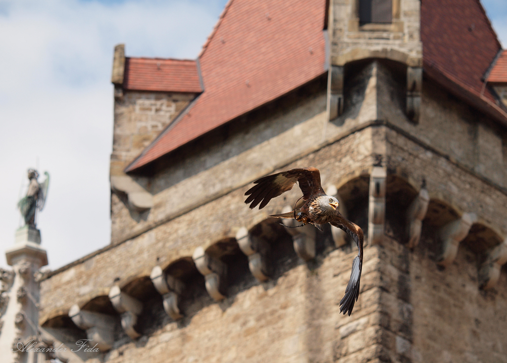 Adlerwarte Kreuzenstein