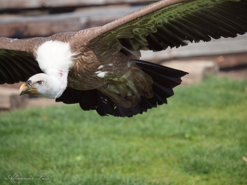 Adlerwarte Kreuzenstein