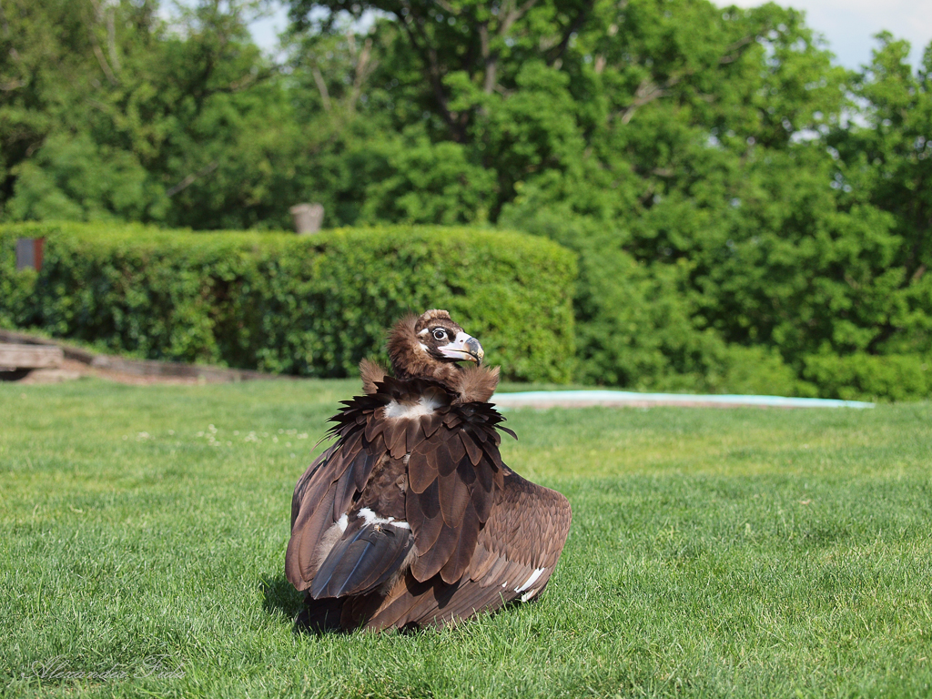 Adlerwarte Kreuzenstein