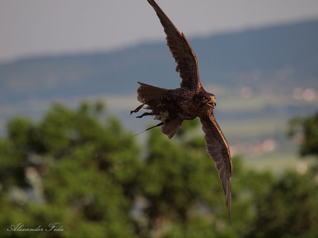 Adlerwarte Kreuzenstein