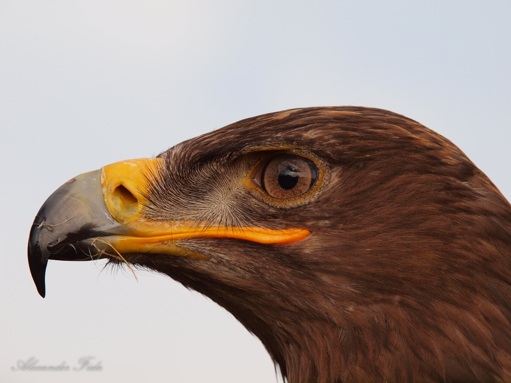 Adlerwarte Kreuzenstein