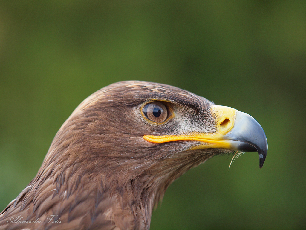 Adlerwarte Kreuzenstein