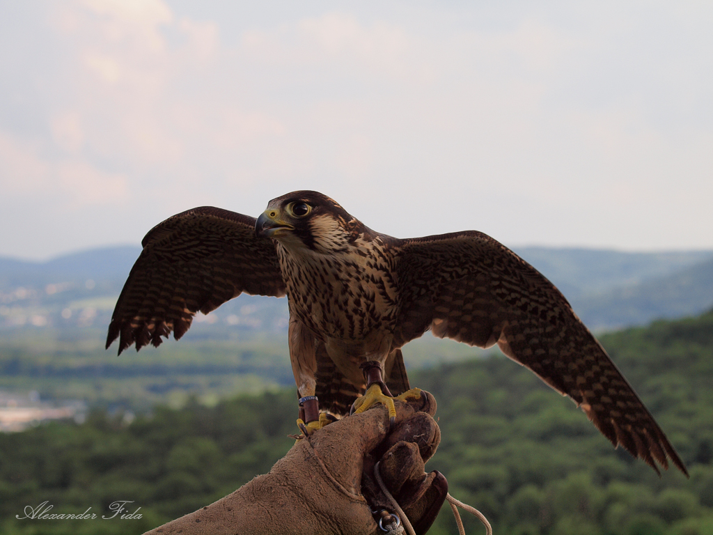 Adlerwarte Kreuzenstein
