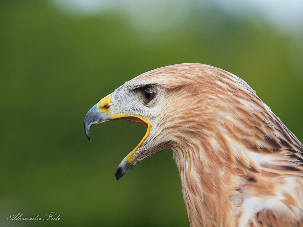 Adlerwarte Kreuzenstein