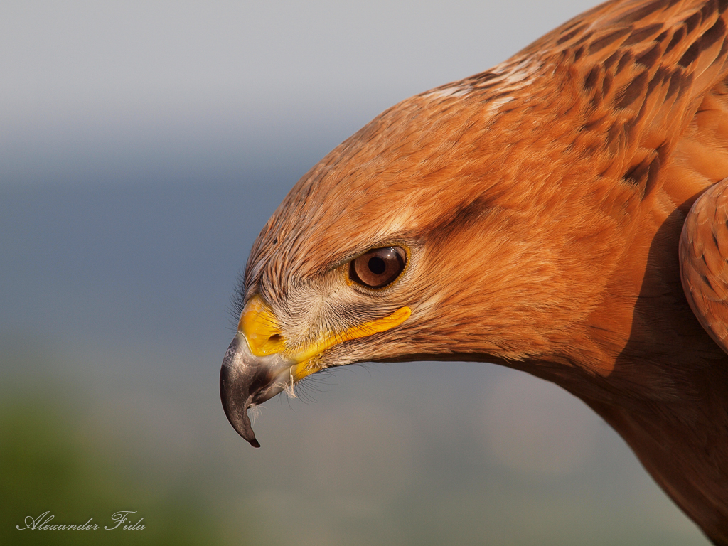 Adlerwarte Kreuzenstein