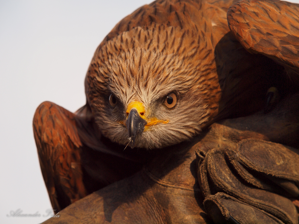 Adlerwarte Kreuzenstein