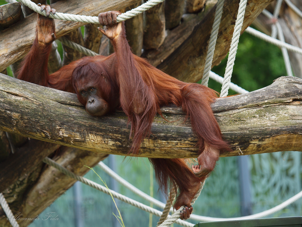 Tiergarten Schönbrunn