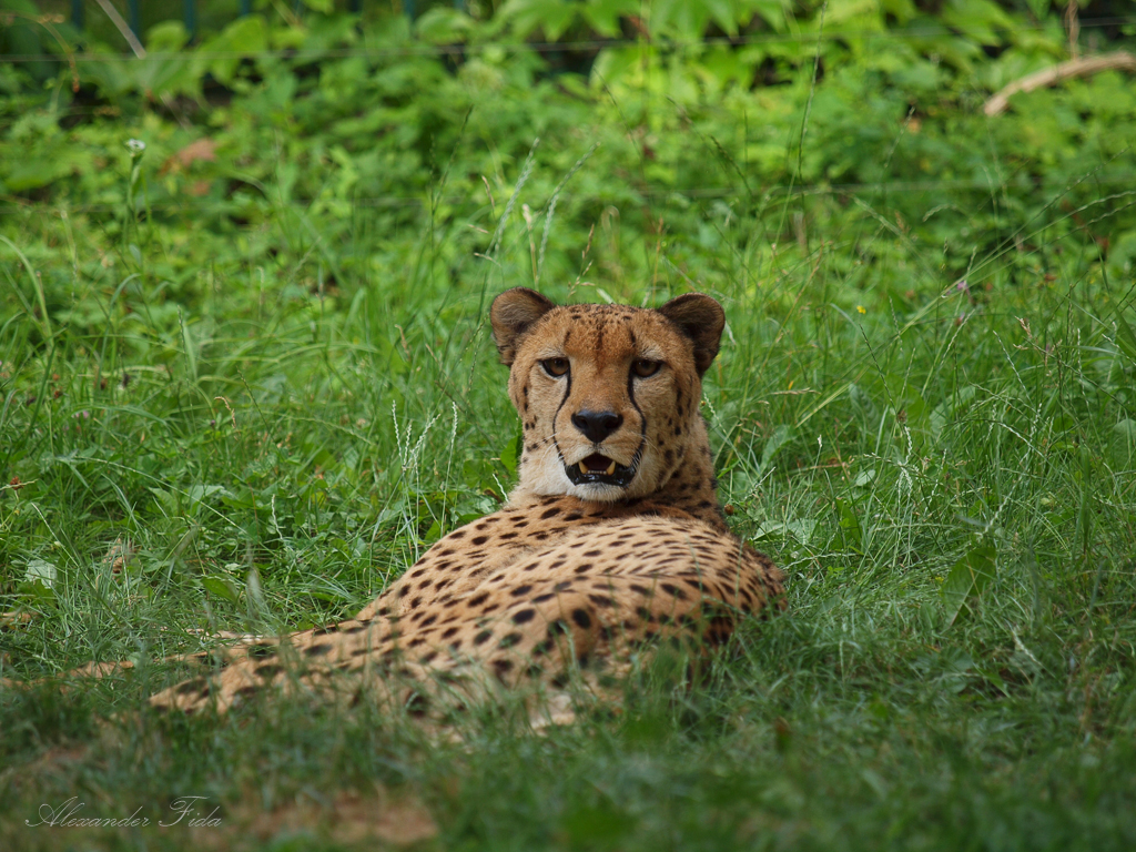 Tiergarten Schönbrunn