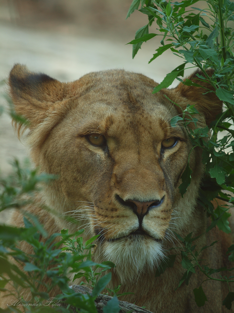 Tiergarten Schönbrunn
