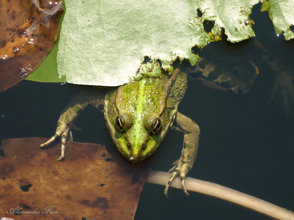 Wien Blumengärten Hirschstetten