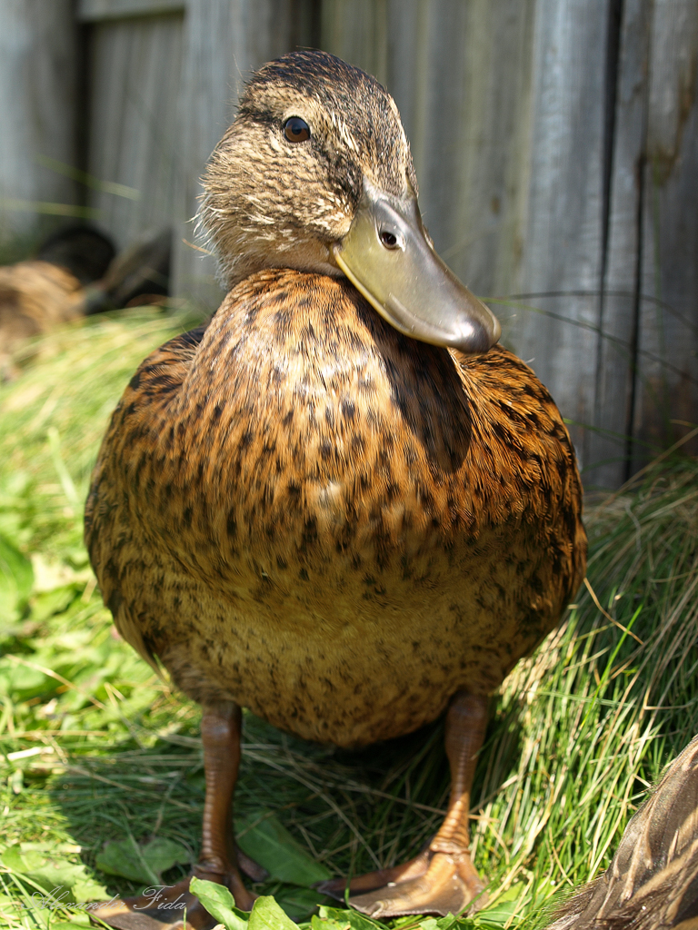 Wien Blumengärten Hirschstetten