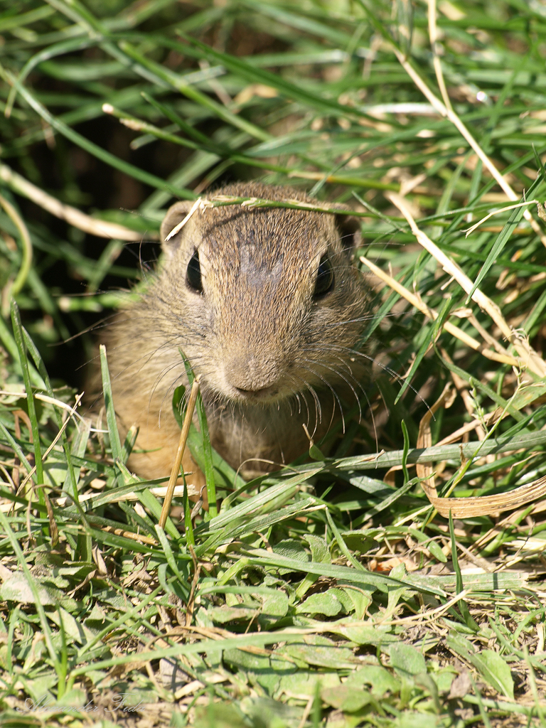 Wien Blumengärten Hirschstetten