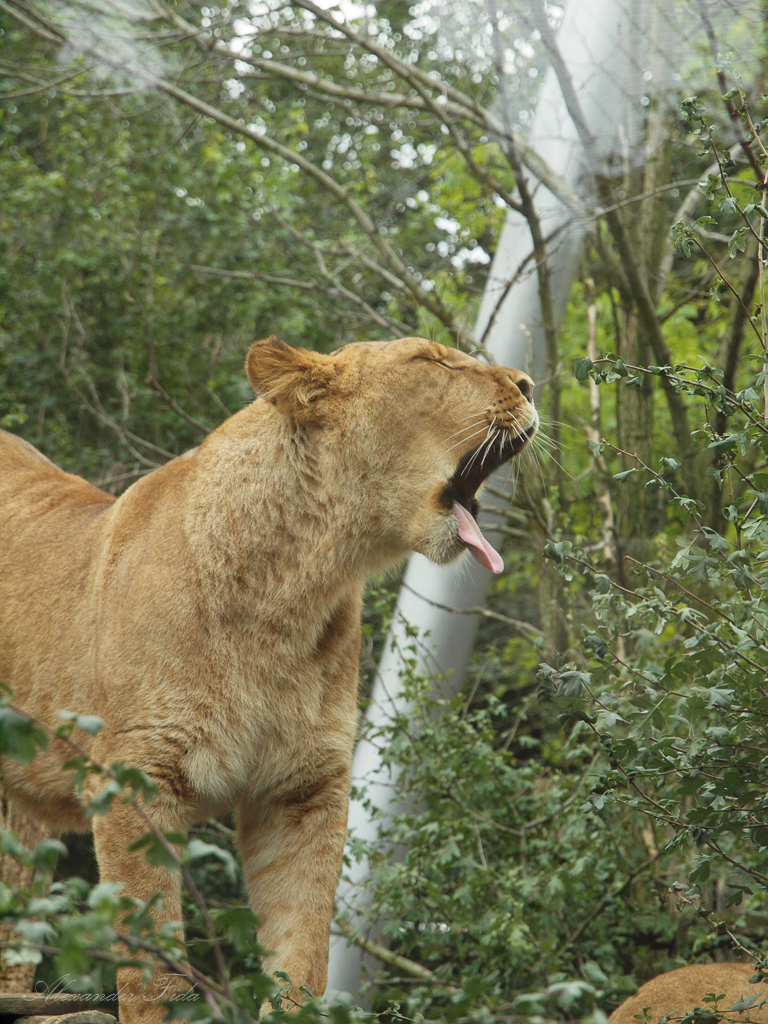 Tiergarten Schönbrunn