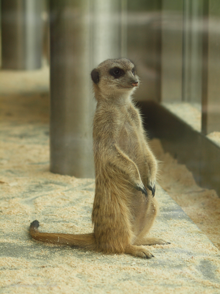 Tiergarten Schönbrunn