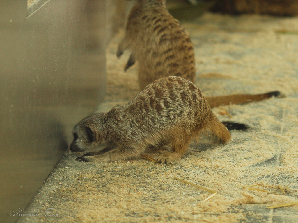 Tiergarten Schönbrunn
