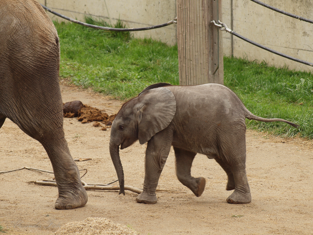 Tiergarten Schönbrunn
