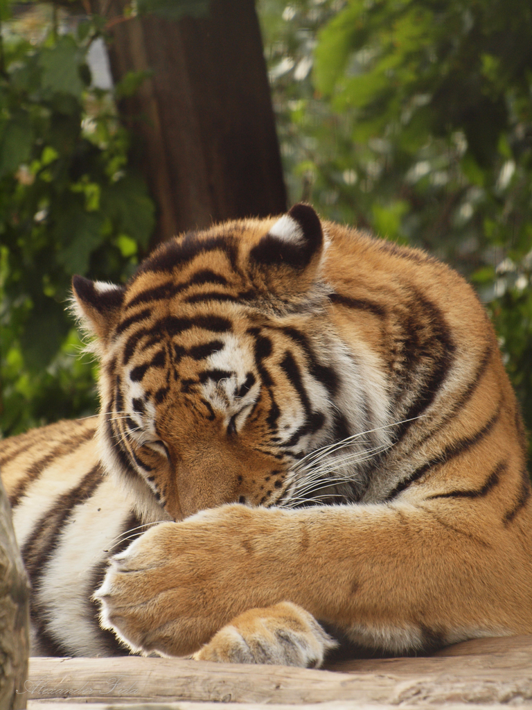 Tiergarten Schönbrunn