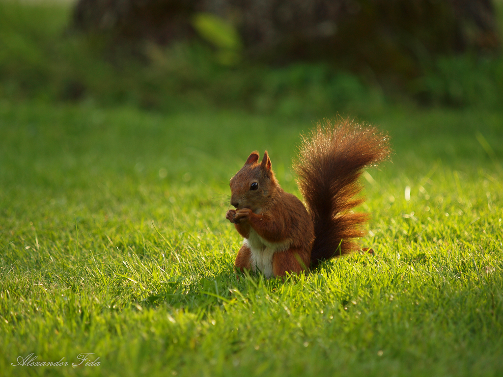 Schloßpark Schönbrunn