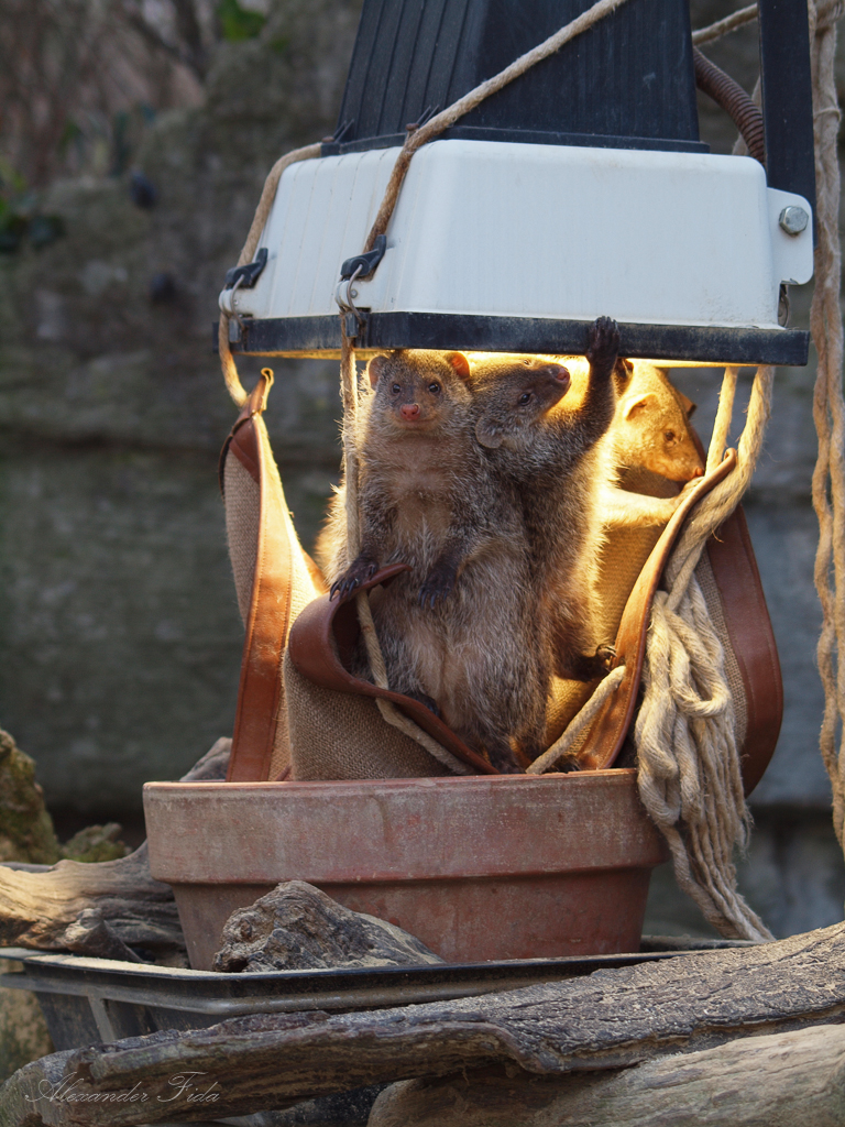 Tiergarten Schönbrunn