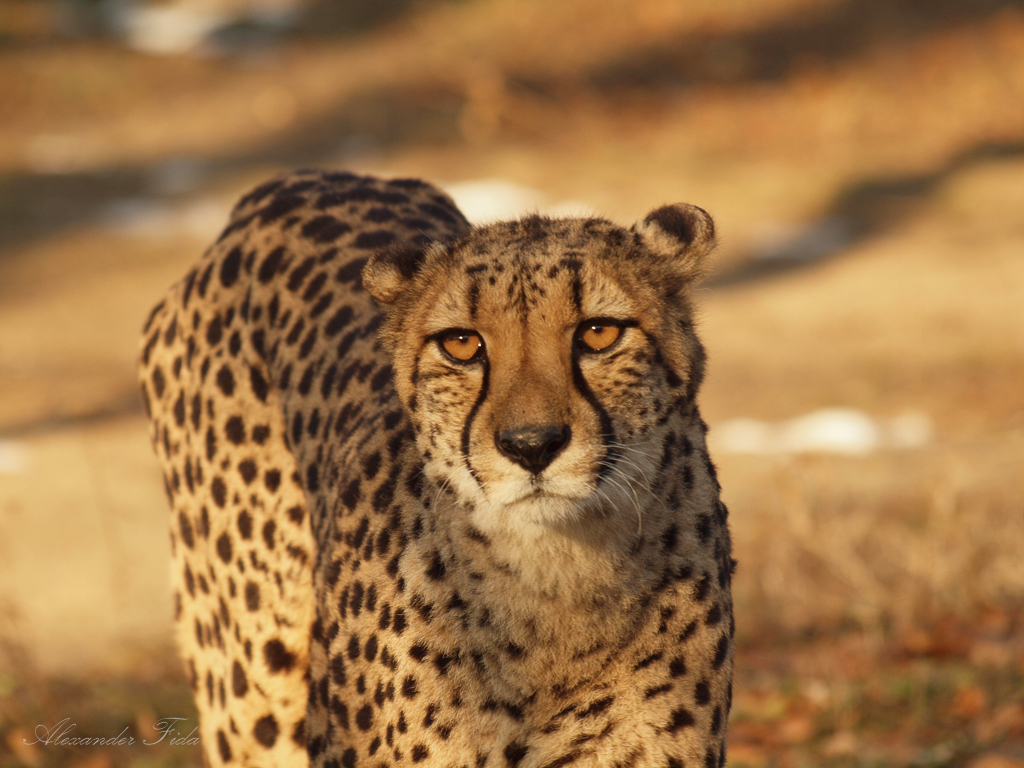 Tiergarten Schönbrunn