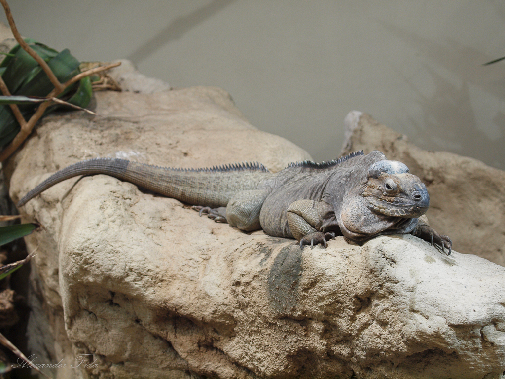 Tiergarten Schönbrunn